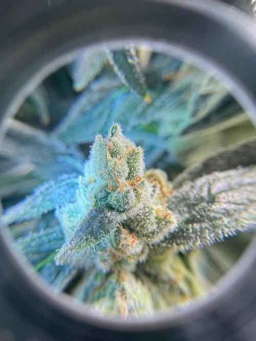 🍇 Planet of the Grapes Auto + Lab Test. Week 11