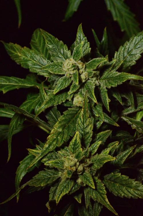 🍇 Planet of the Grapes Auto + Lab Test. Week 12