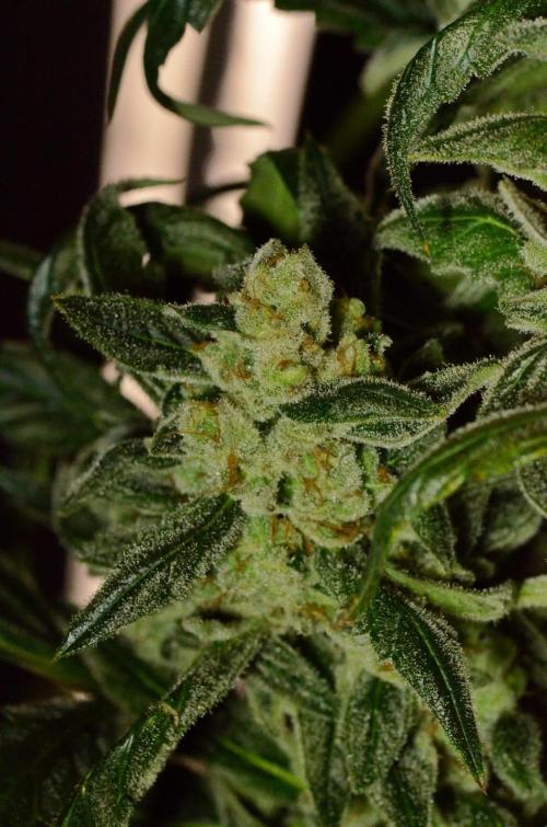 🍇 Planet of the Grapes Auto + Lab Test. Week 12