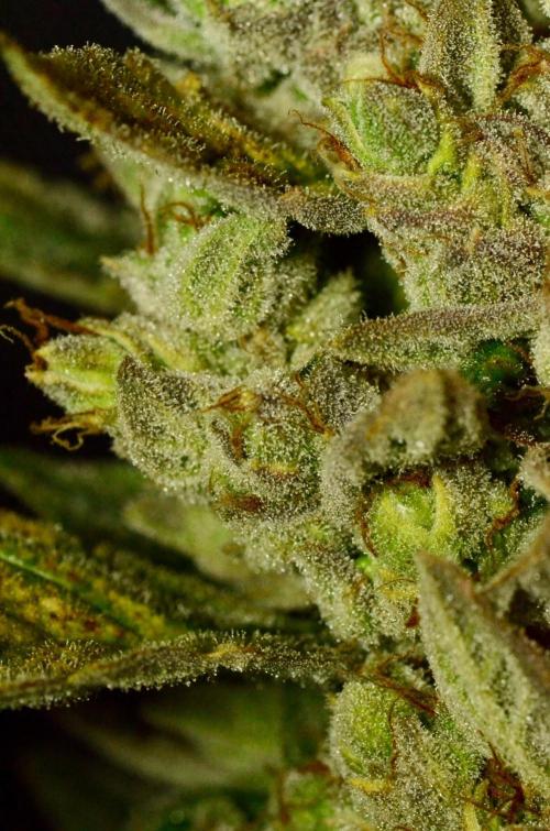 🍇 Planet of the Grapes Auto + Lab Test. Week 12