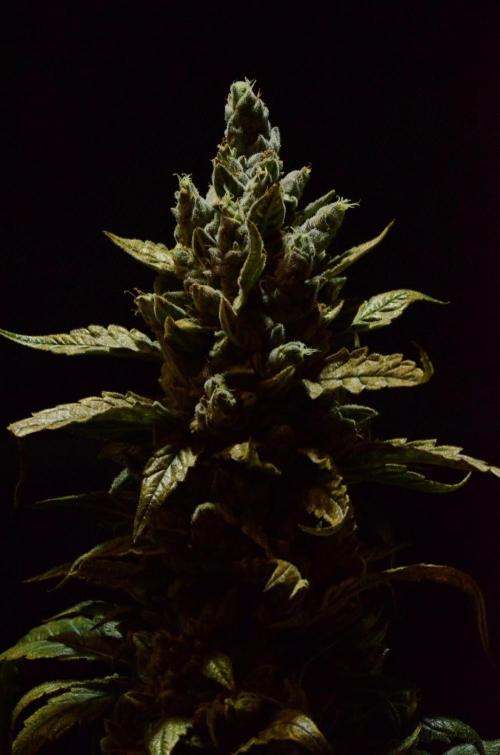 🍇 Planet of the Grapes Auto + Lab Test. Week 12