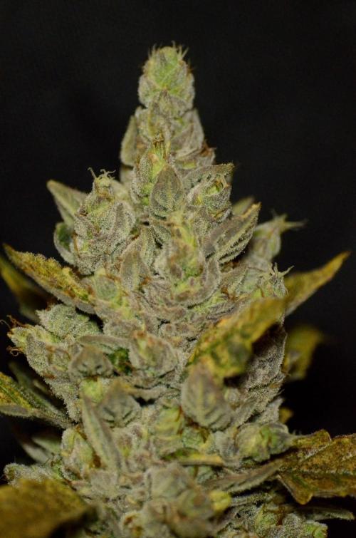 🍇 Planet of the Grapes Auto + Lab Test. Week 12