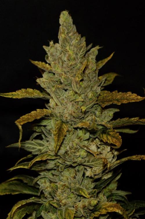 🍇 Planet of the Grapes Auto + Lab Test. Week 12