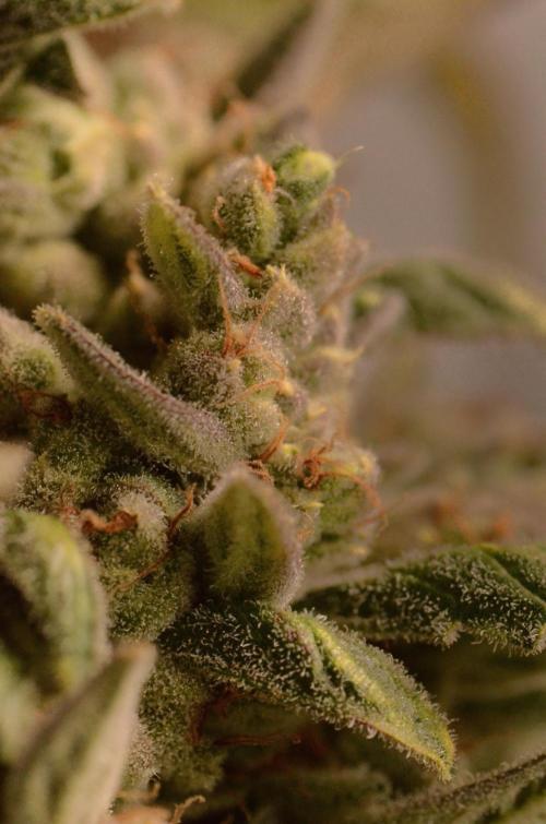 🍇 Planet of the Grapes Auto + Lab Test. Week 12
