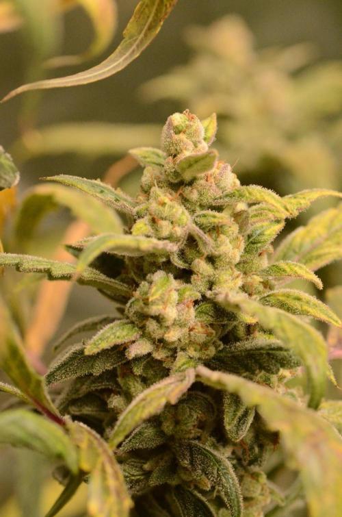 🍇 Planet of the Grapes Auto + Lab Test. Week 12