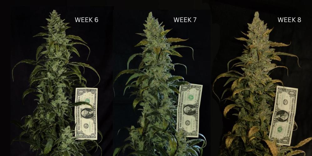 🍇 Planet of the Grapes Auto + Lab Test. Week 12