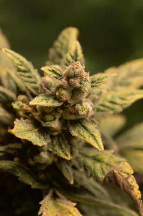 🍇 Planet of the Grapes Auto + Lab Test. Week 12