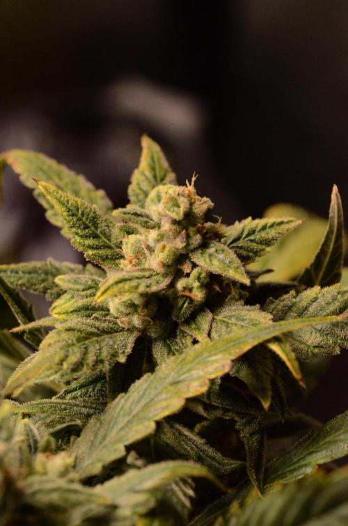 🍇 Planet of the Grapes Auto + Lab Test. Week 12
