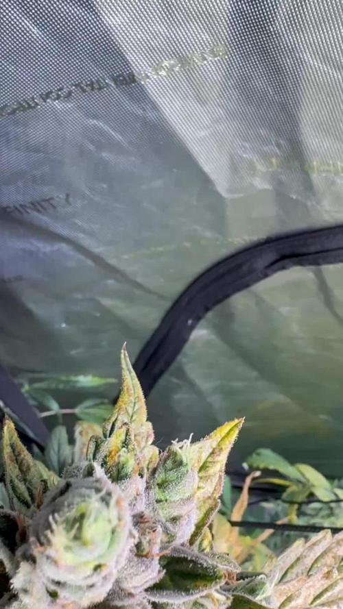 🍇 Planet of the Grapes Auto + Lab Test