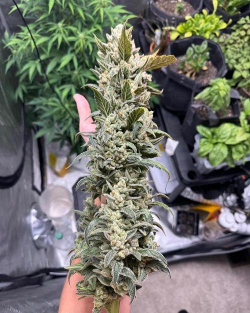 🍇 Planet of the Grapes Auto. Week 13