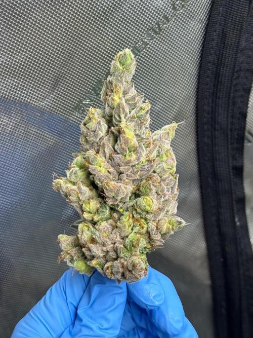 🍇 Planet of the Grapes Auto. Week 13