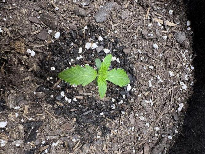 ⛽️🍌 Chem D 195 x Banana Daddy Auto. Week 1