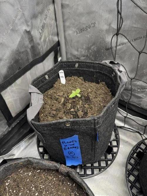 🍇 Planet of the Grapes Auto + Lab Test. Week 1 - Taken 7/11, 8 days post-germ