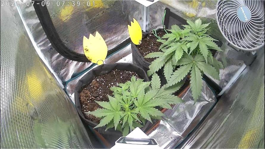 Cookies Gelato Automatic. Week 5