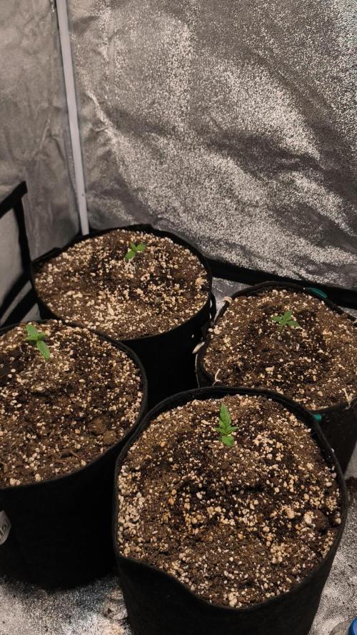 Red Crítical Auto. Week 2