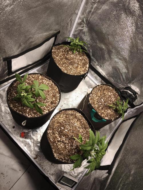 Red Crítical Auto. Week 3