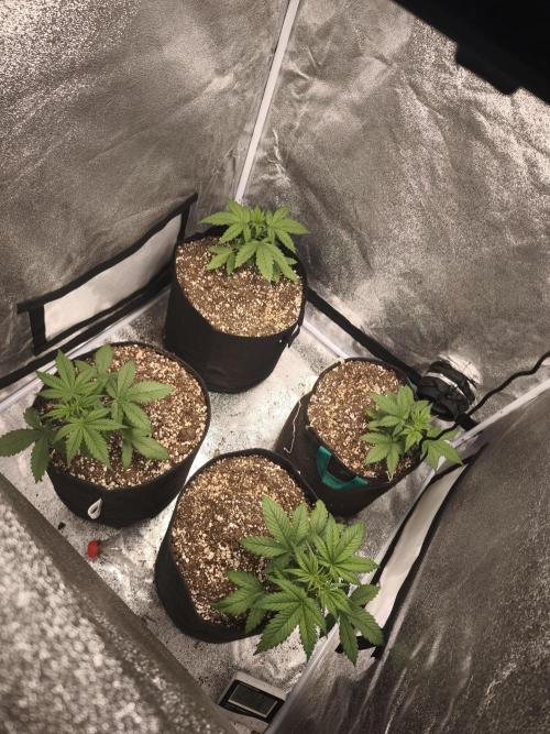 Red Crítical Auto. Week 3