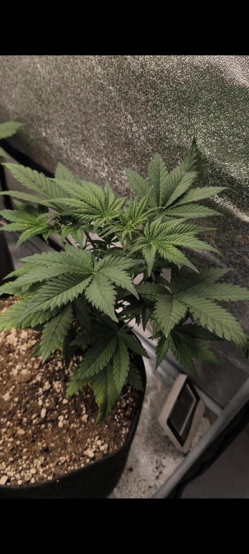 Red Crítical Auto. Week 4