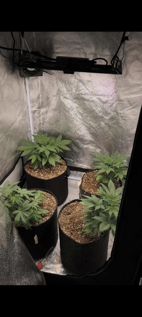 80x80. Week 4
