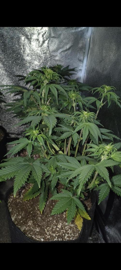 Red Crítical Auto. Week 5