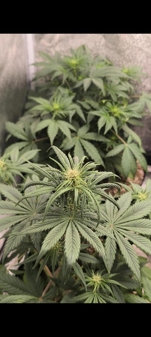Red Crítical Auto. Week 6