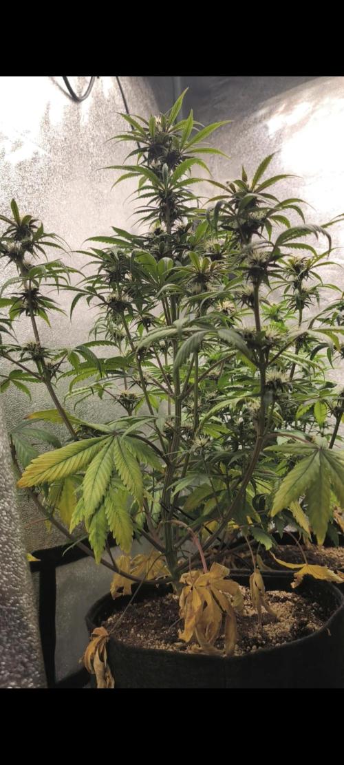 Red Crítical Auto. Week 8