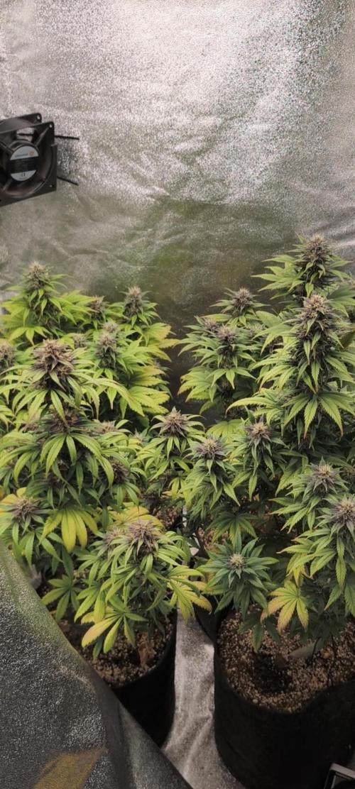 Red Crítical Auto. Week 9