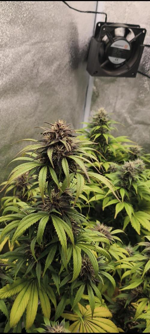 Red Crítical Auto. Week 9