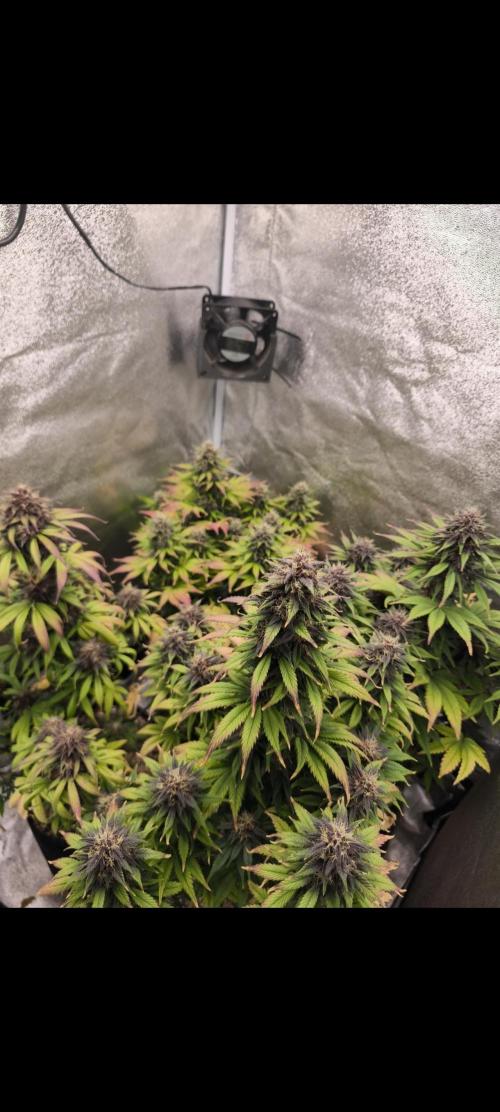 Red Crítical Auto. Week 10