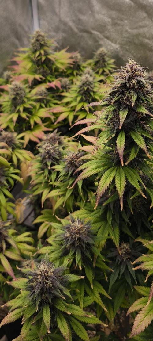 Red Crítical Auto. Week 10