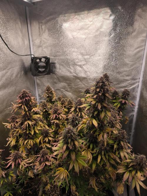 Red Crítical Auto. Week 11