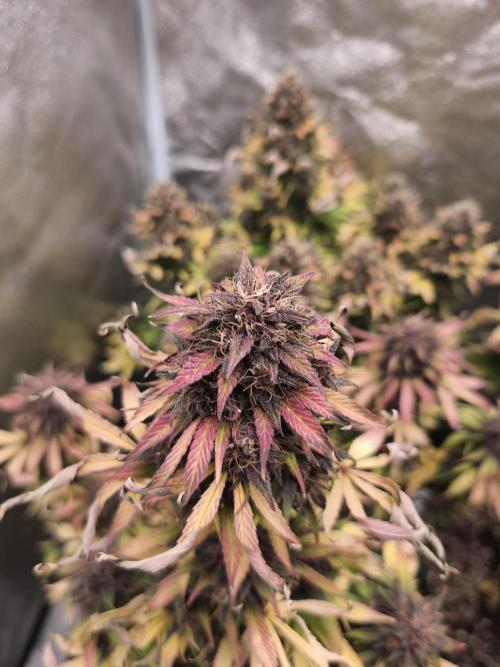Red Crítical Auto. Week 11