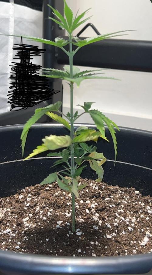 Ganjgreengiant