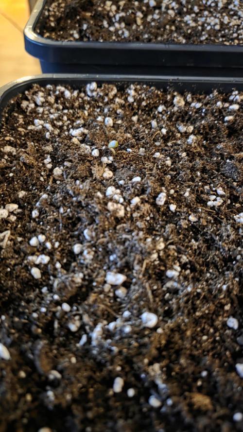 TSL2000 300W LED. Week 1
