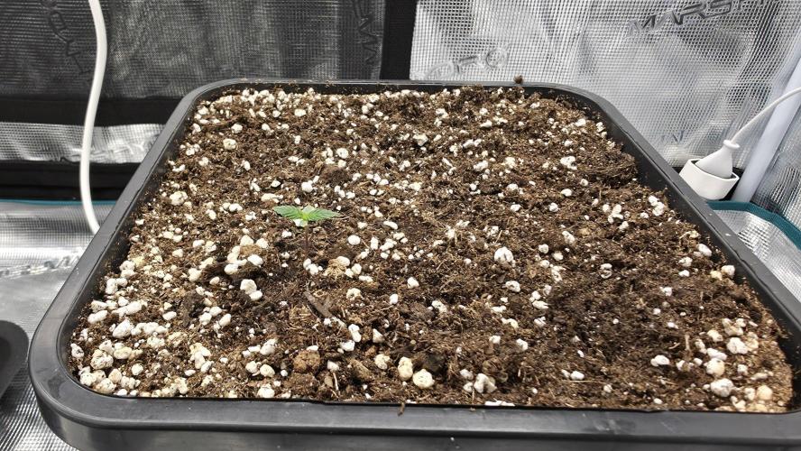 TSL2000 300W LED. Week 2