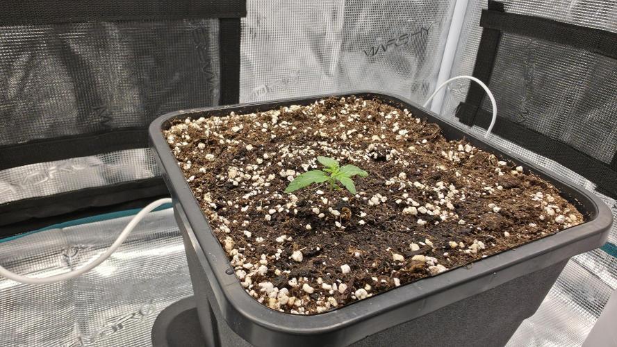 TSL2000 300W LED. Week 3