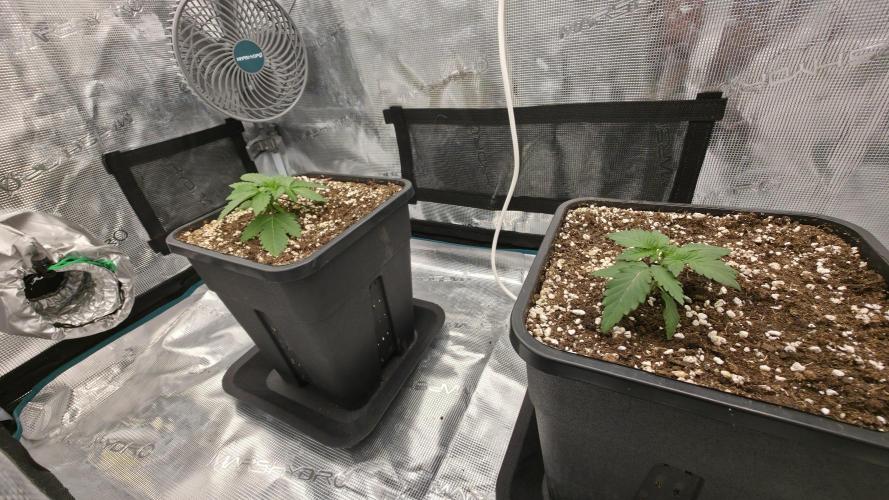 TSL2000 300W LED. Week 4