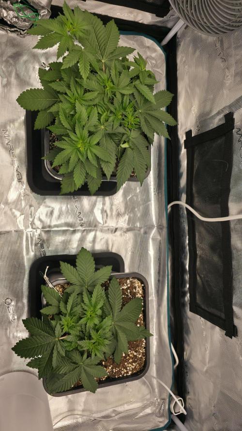 TSL2000 300W LED. Week 5
