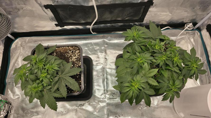 TSL2000 300W LED. Week 6