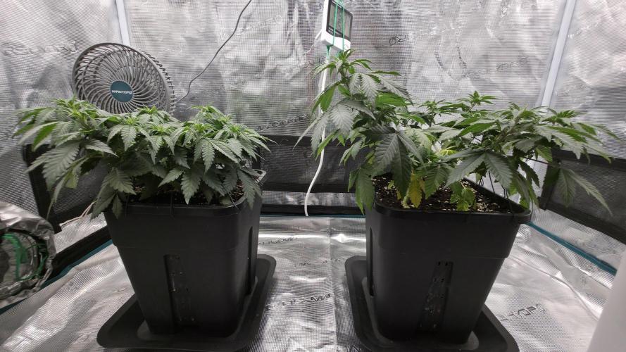 TSL2000 300W LED. Week 7
