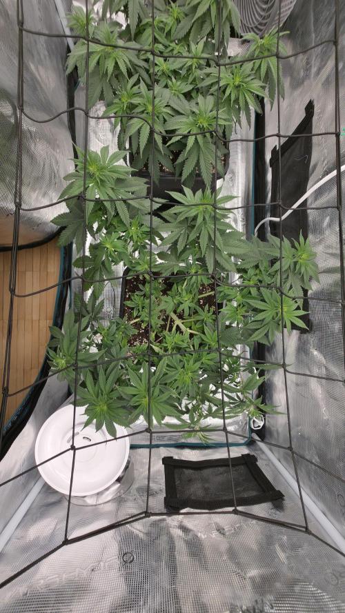 TSL2000 300W LED. Week 8