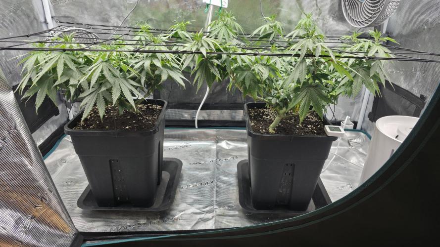 TSL2000 300W LED. Week 9