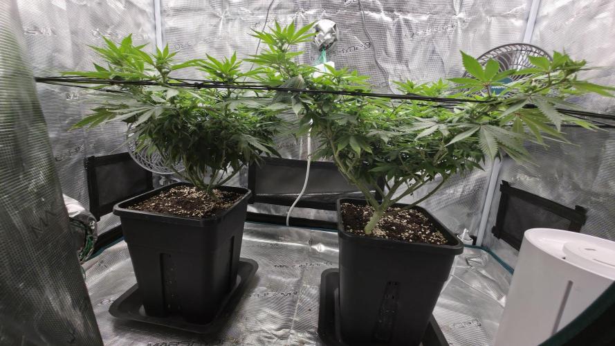 TSL2000 300W LED. Week 10