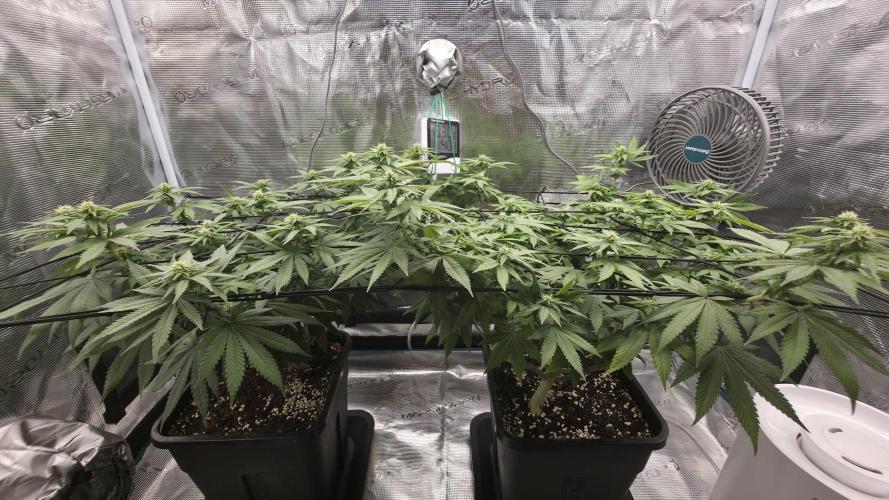 TSL2000 300W LED. Week 11