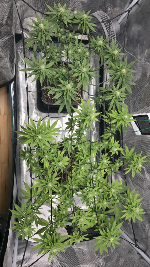TSL2000 300W LED. Week 12