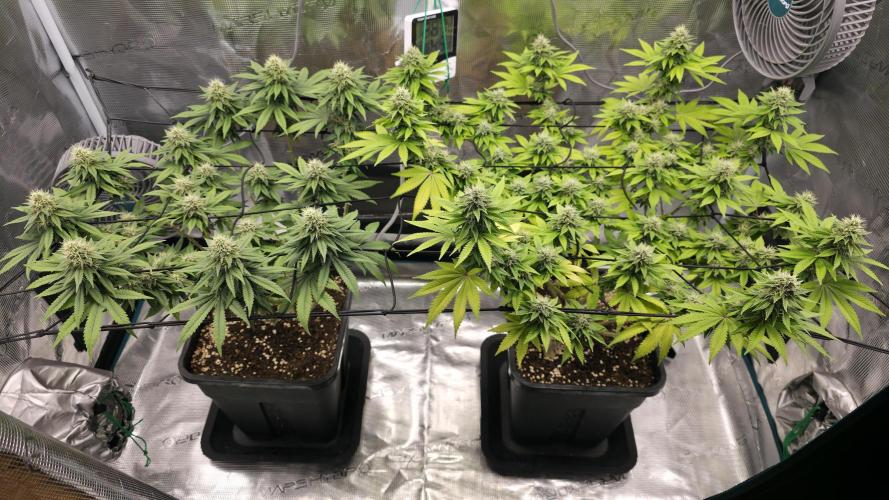 TSL2000 300W LED. Week 13