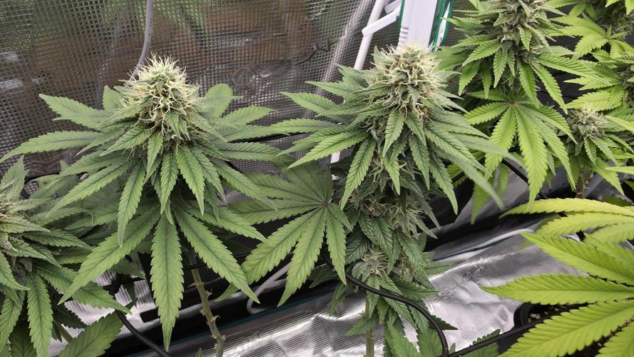 TSL2000 300W LED. Week 14