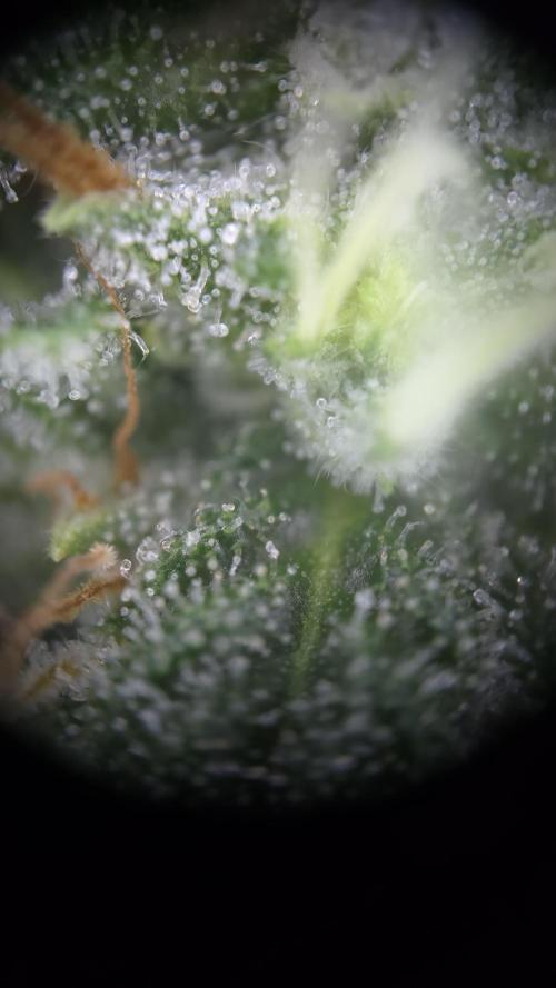TSL2000 300W LED. Week 14