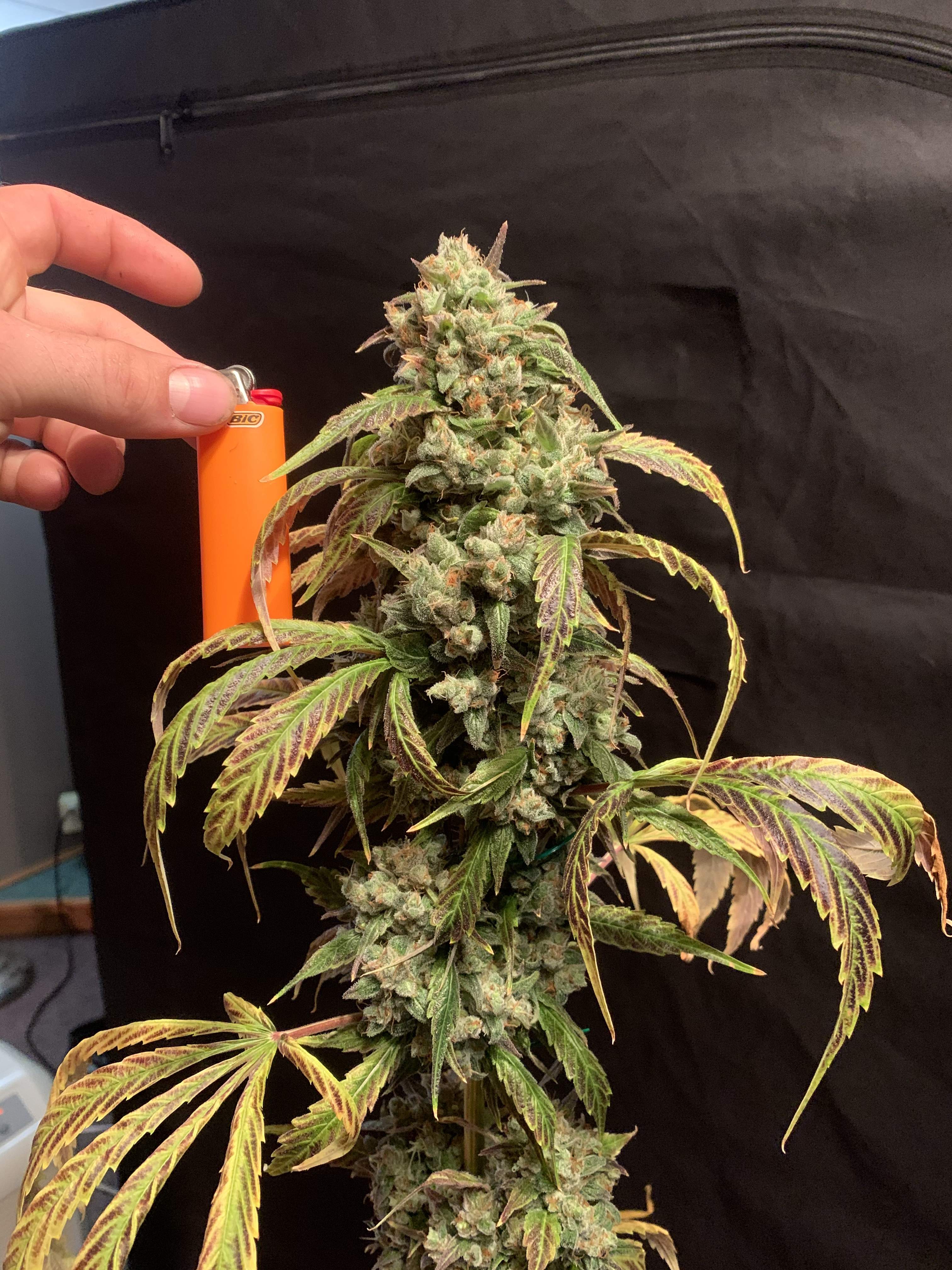 Blueberry Kush Kush Cannabis grow journal harvest10 by GrowDiaries