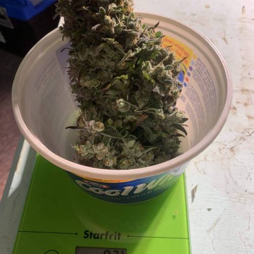 Blueberry Kush. Week 10